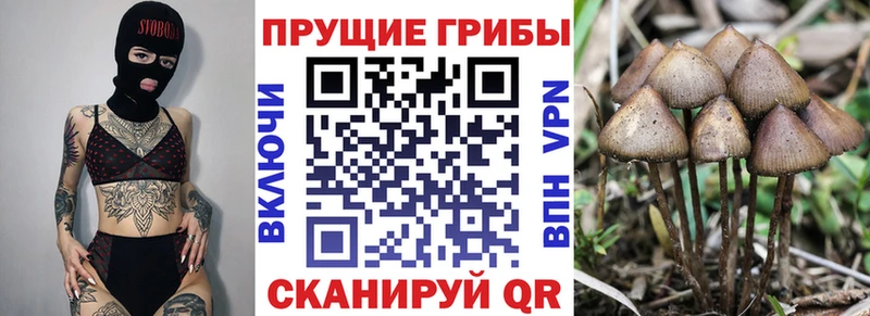 Галлюциногенные грибы Cubensis  наркошоп  Волчанск 